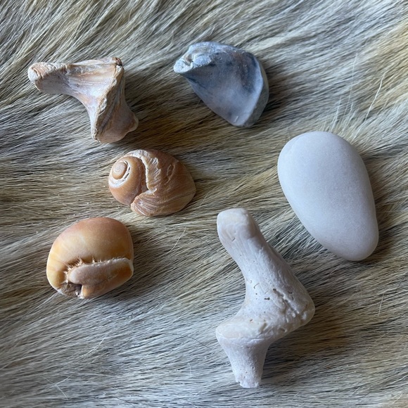 Bulk of 6 California coral reef rock shells ocean chunk decor - Picture 1 of 5